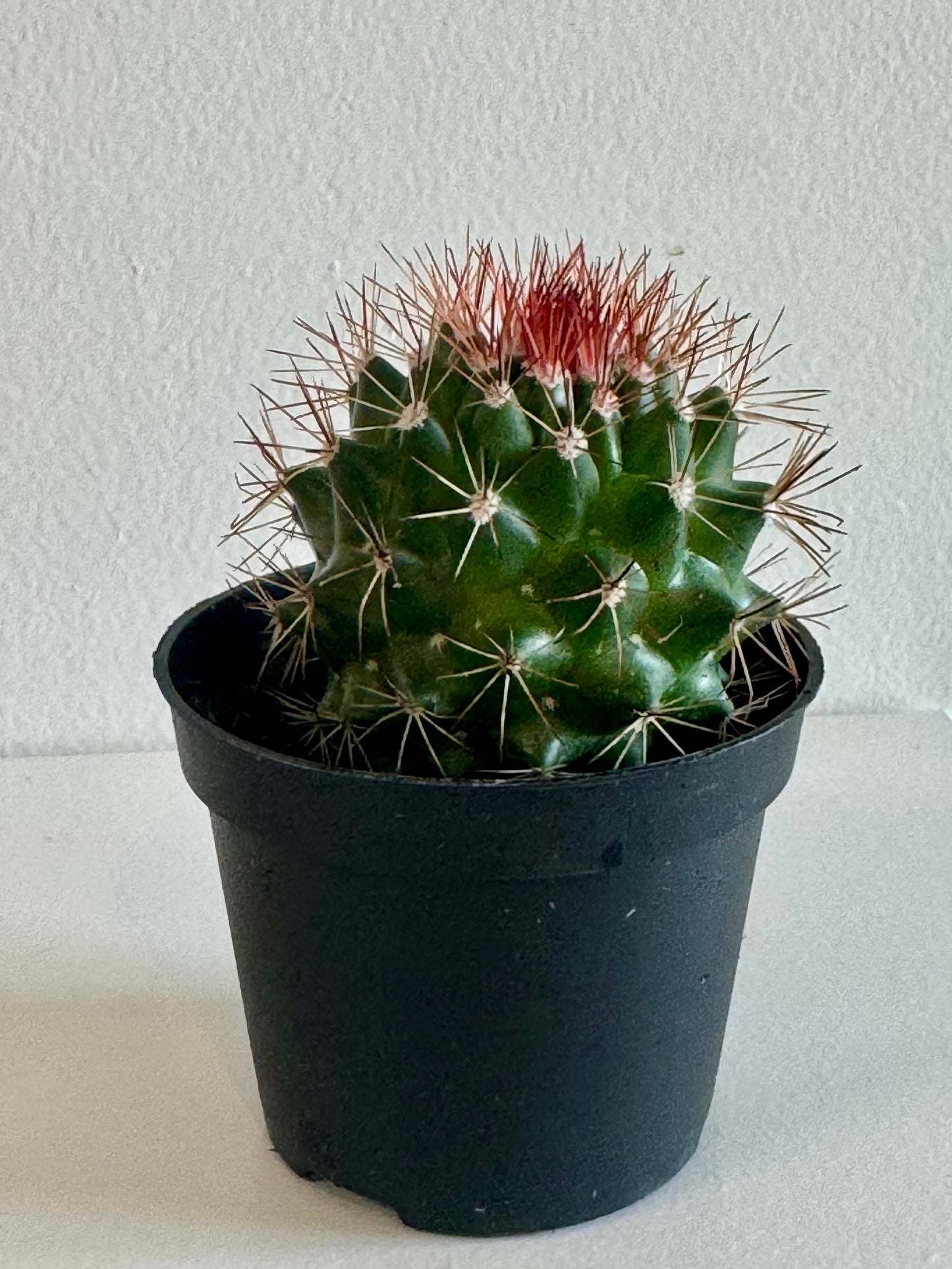 Cactus 2.5"