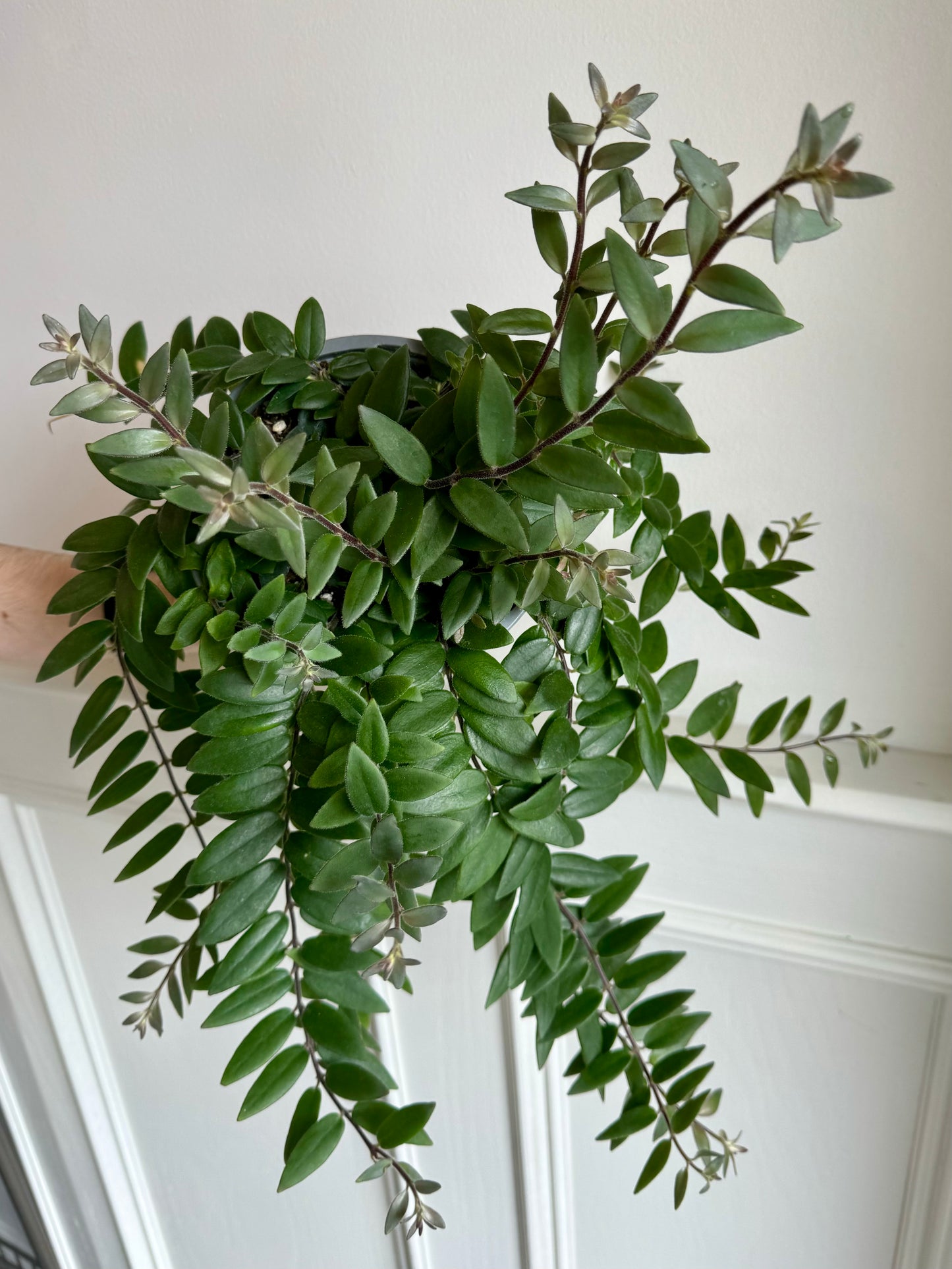 Lipstick Plant Hanging Basket