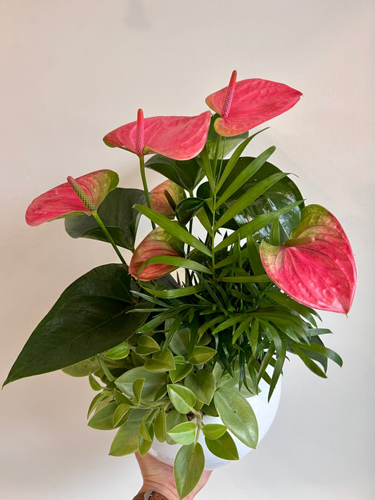 Pink Anthurium Planter