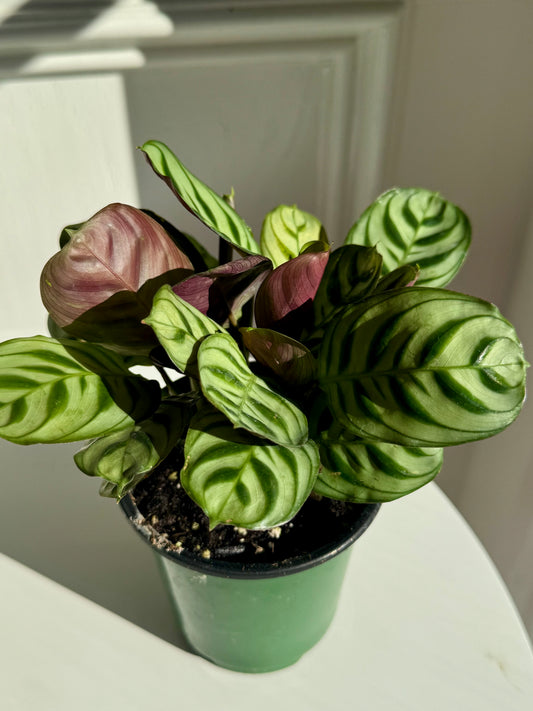 Calathea Burle Marxii