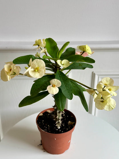Euphoribia (Crown of Thorns)