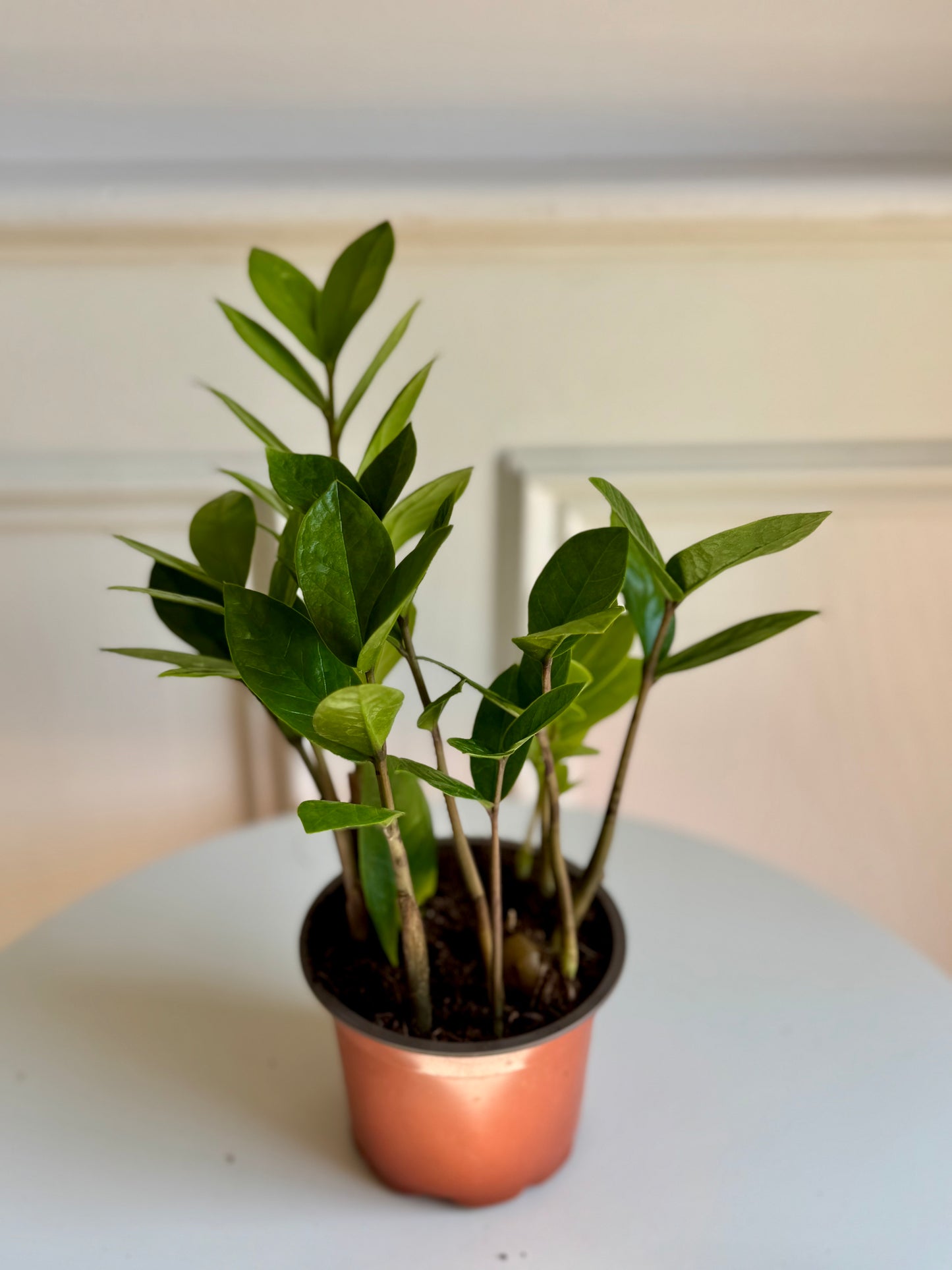 ZZ Plant