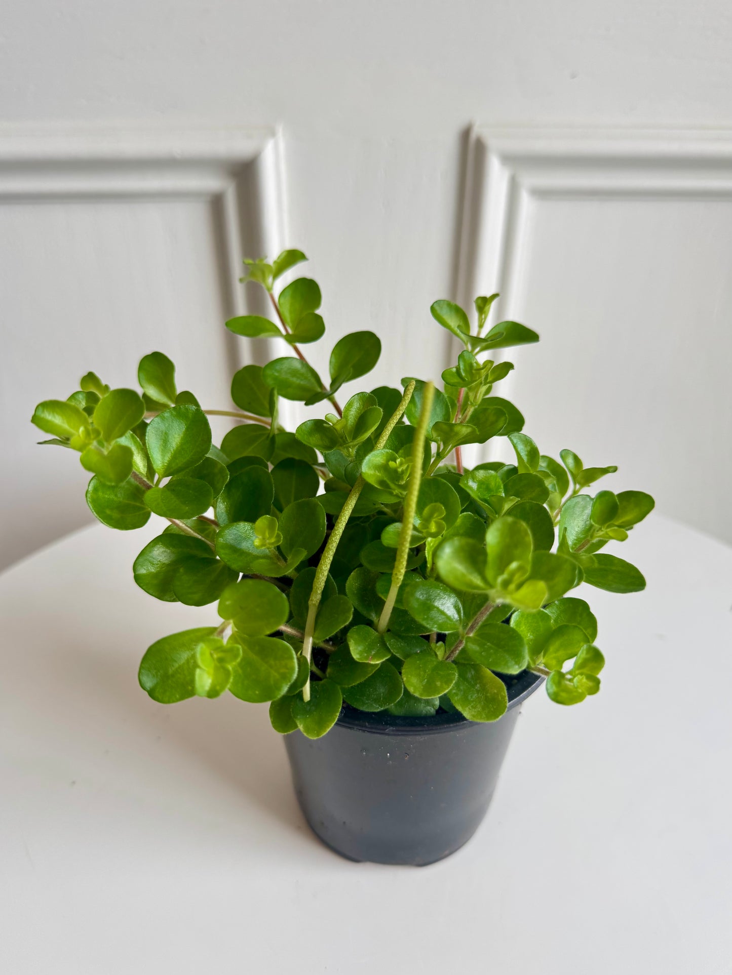 Peperomia