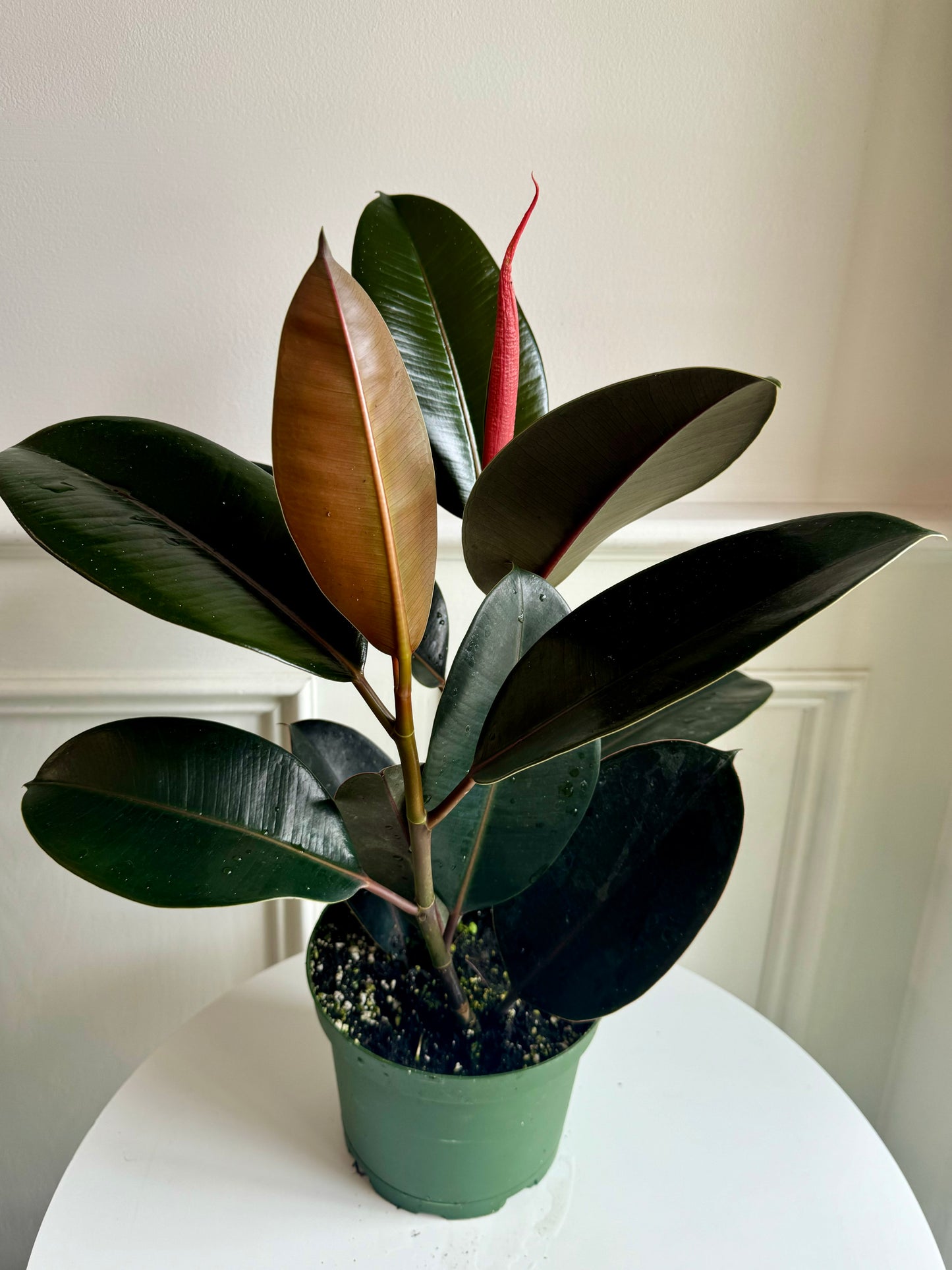 Ficus Elastica Burgundy