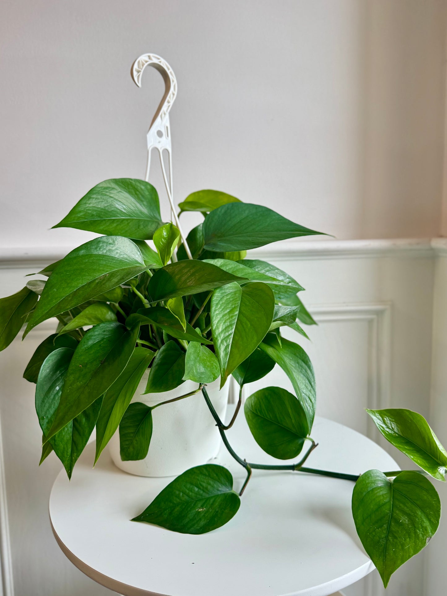 Pothos Jade