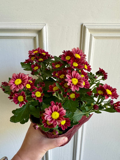 Potted Fall Mum