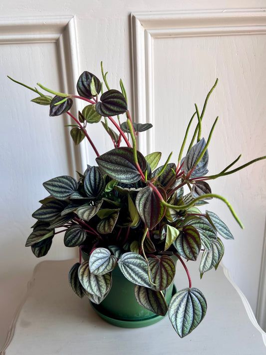 Peperomia Obtusifolia Hanging Basket