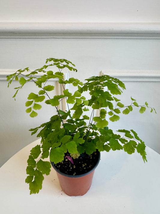 Maidenhair Fern