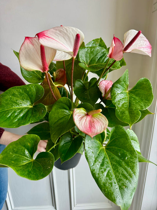 Anthurium