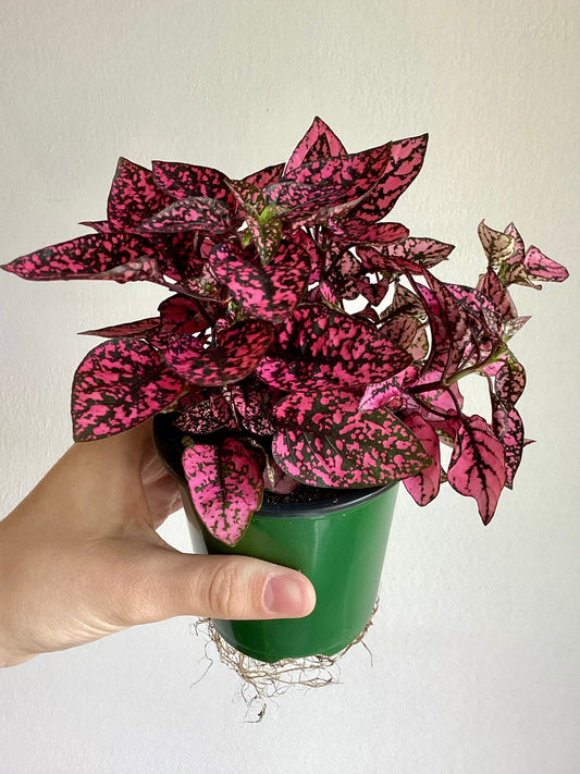 Polka Dot Plant