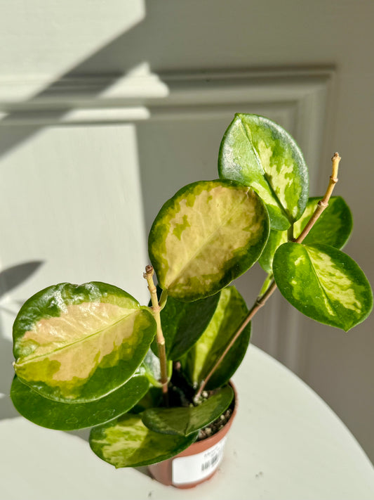 Hoya Tricolour