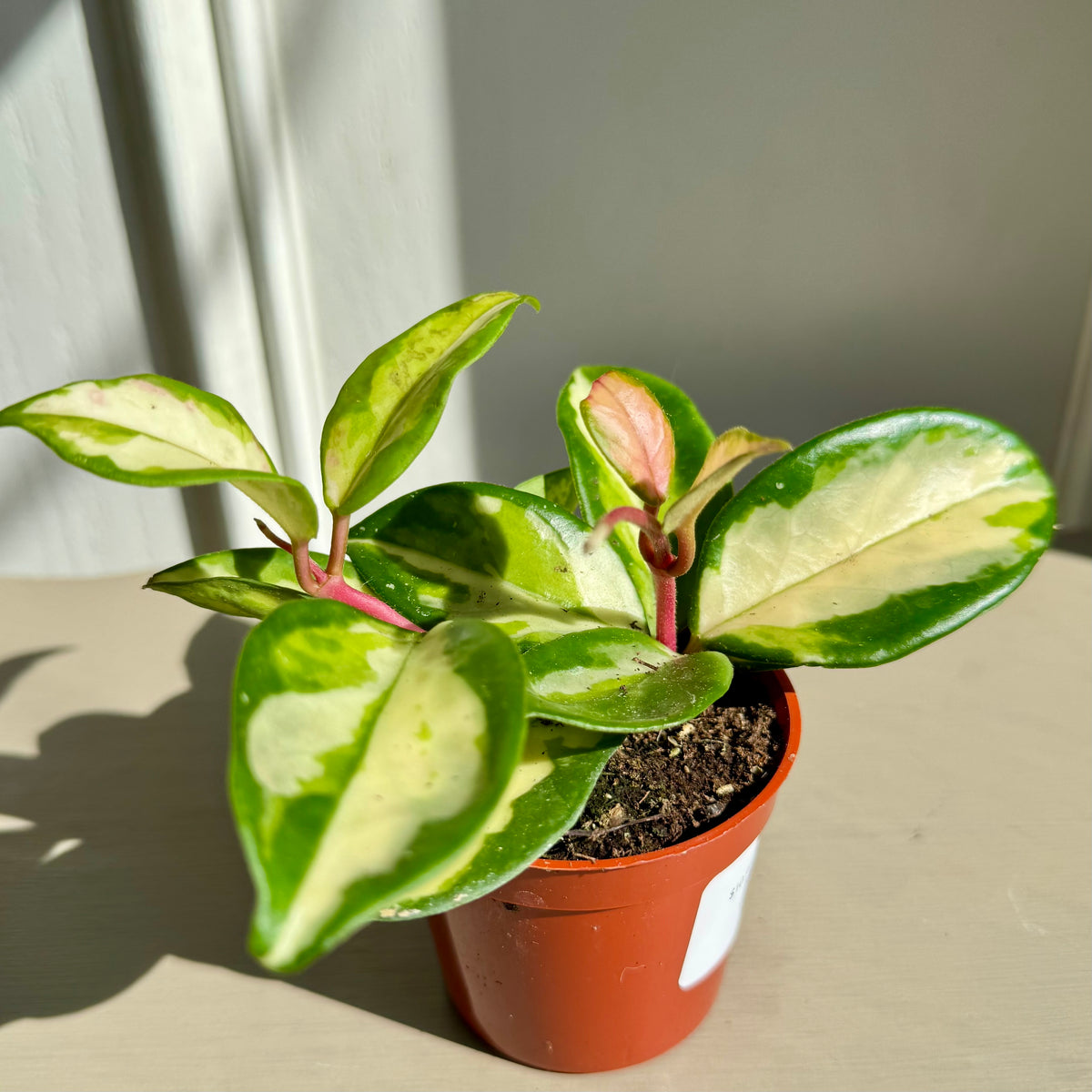 Hoya Carnosa