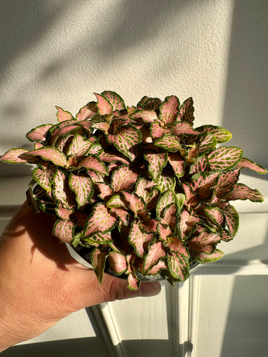 Fittonia