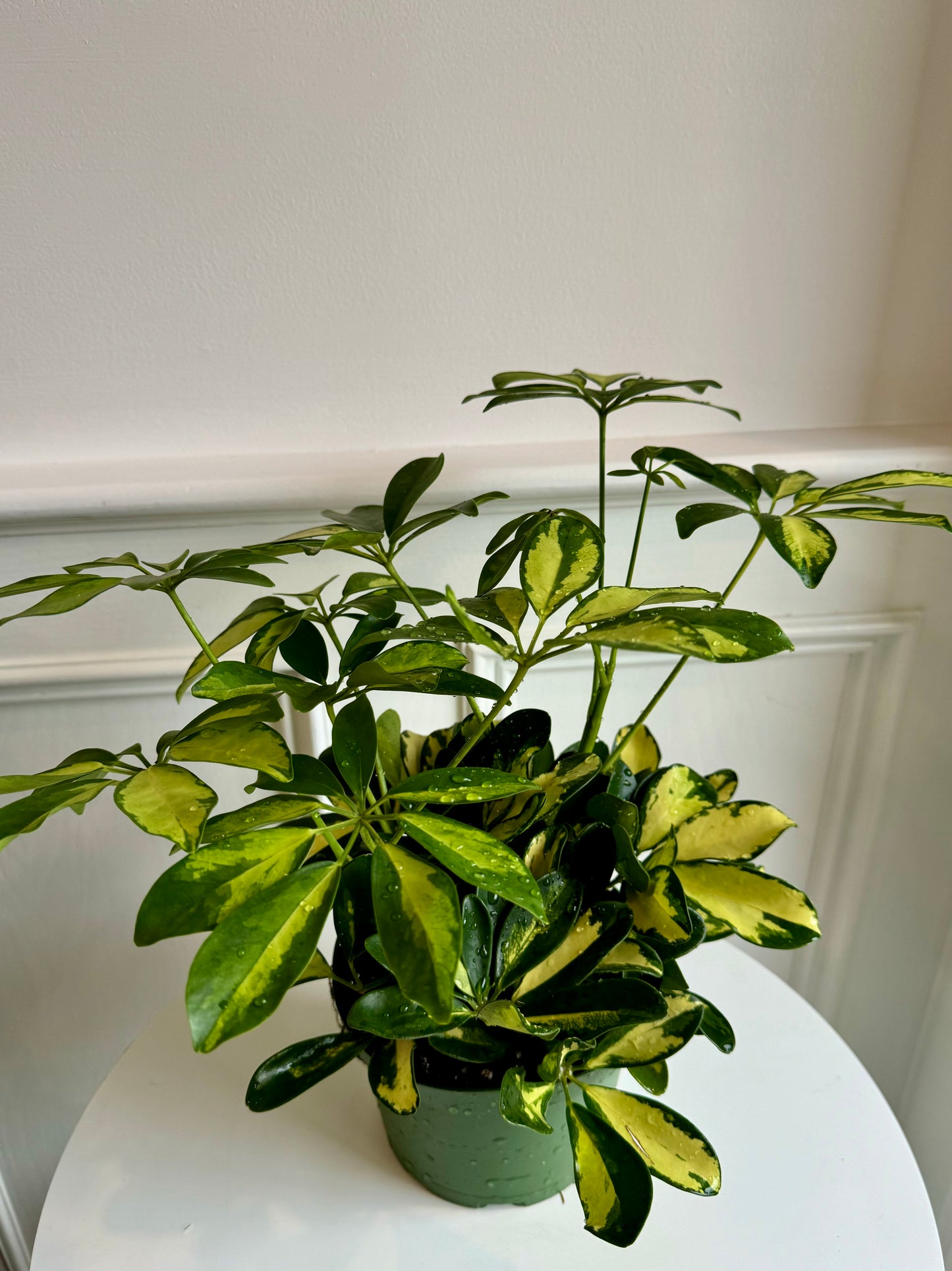 Schefflera