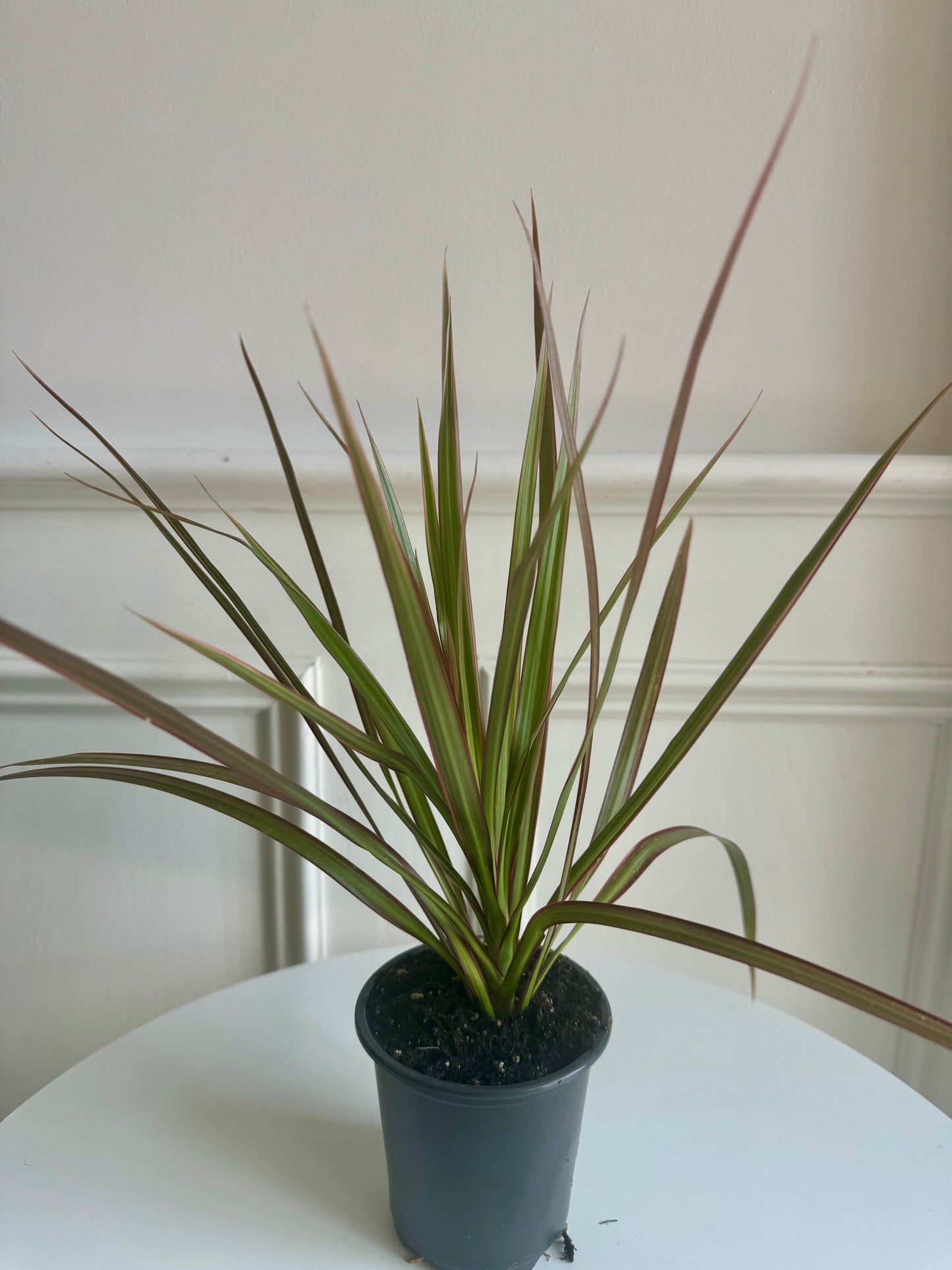 Dracaena Marginata Bicolour