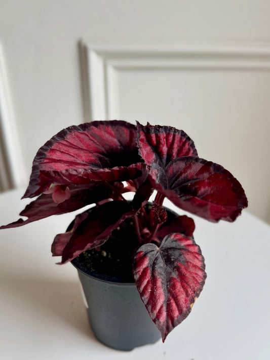 Begonia Rex