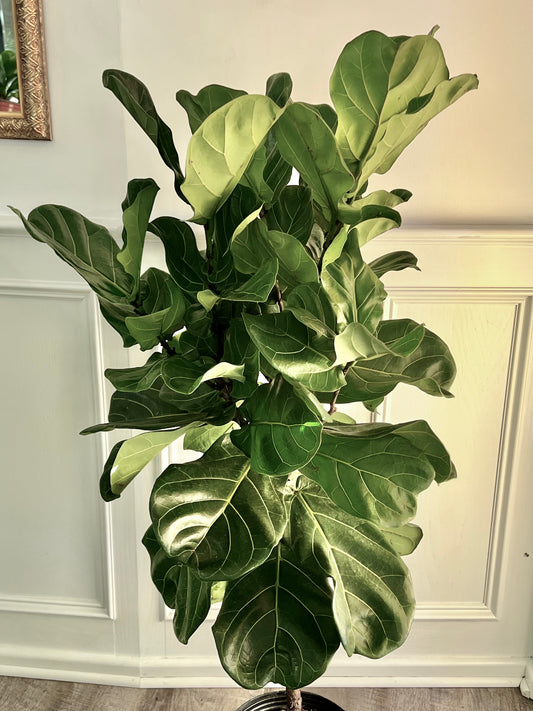 Ficus Lyrata “Little Fiddle”