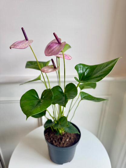 Anthurium