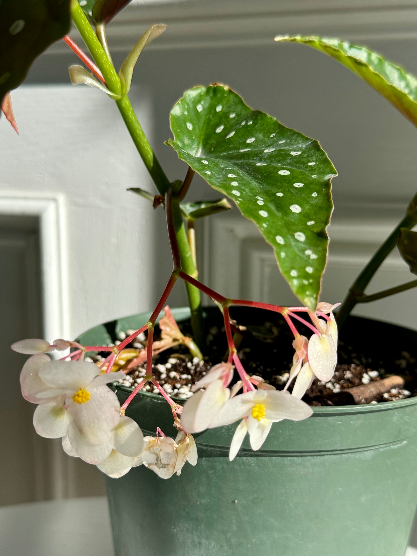 Begonia Maculata