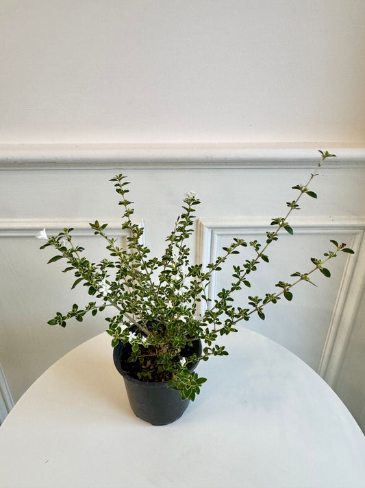 Serissa (Snowrose)