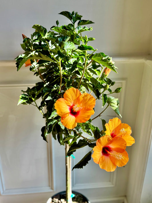 Hibiscus