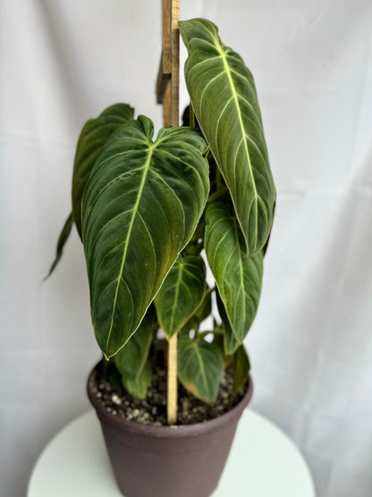 philodendron melanochrysum中文 Philodendron Melanochrysum – Thorn & Petal Florist