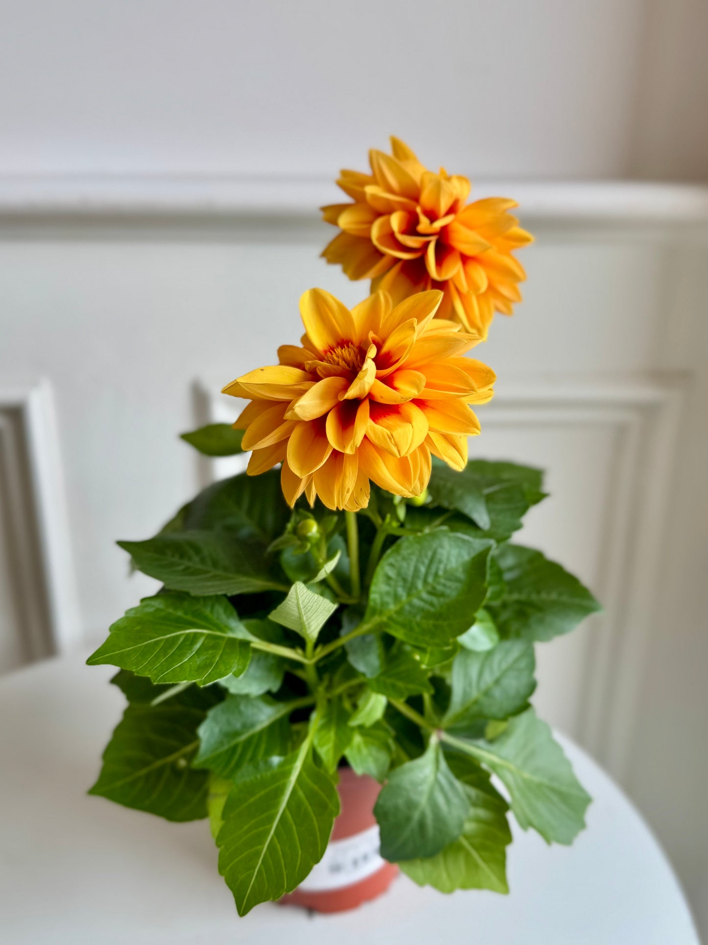 Dahlia Plant