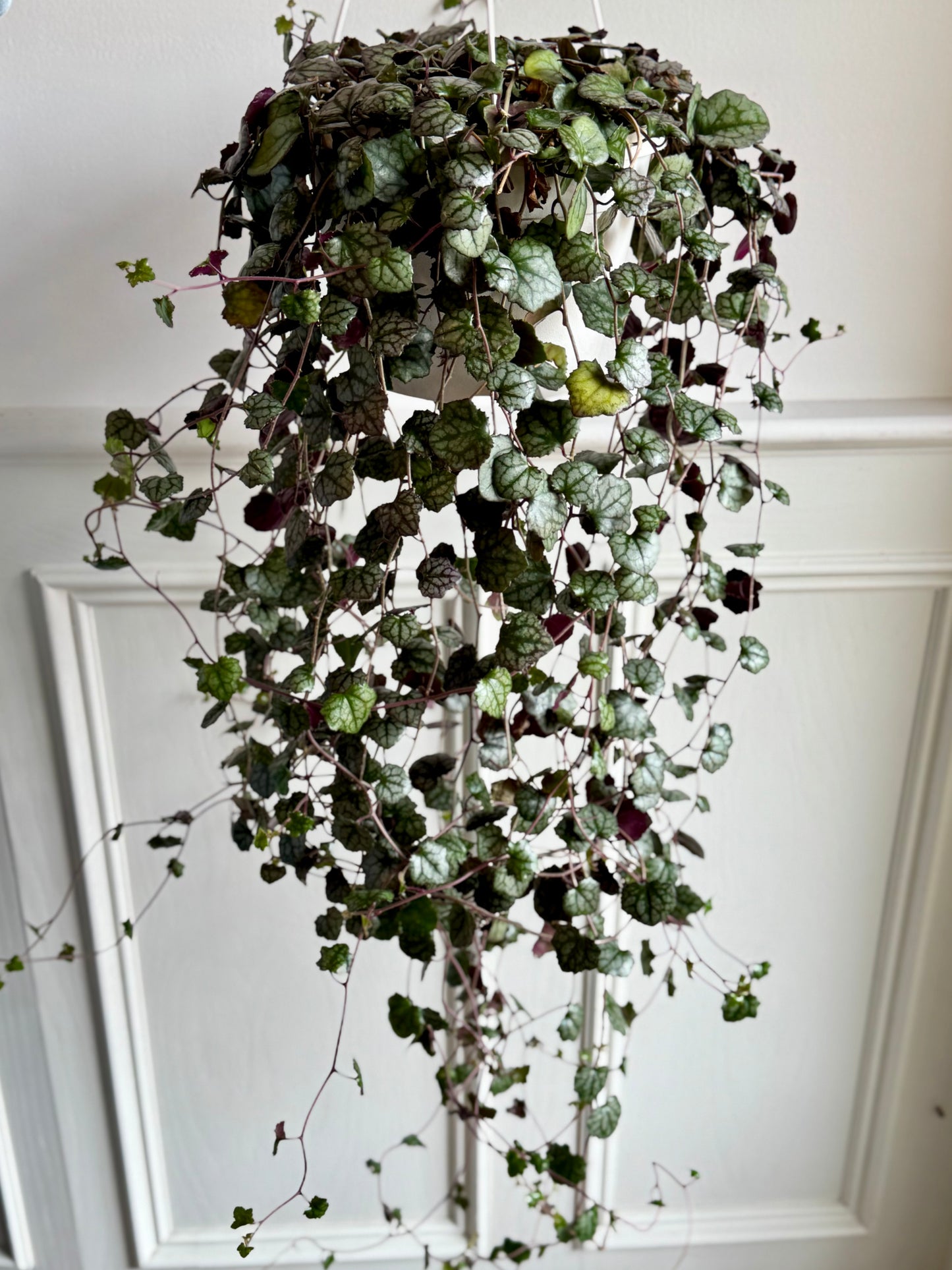 Senecio Fish Hook Hanging Basket
