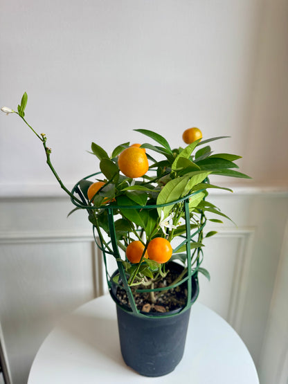 Calamondin Bush