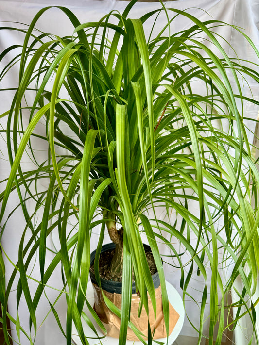 Ponytail Palm