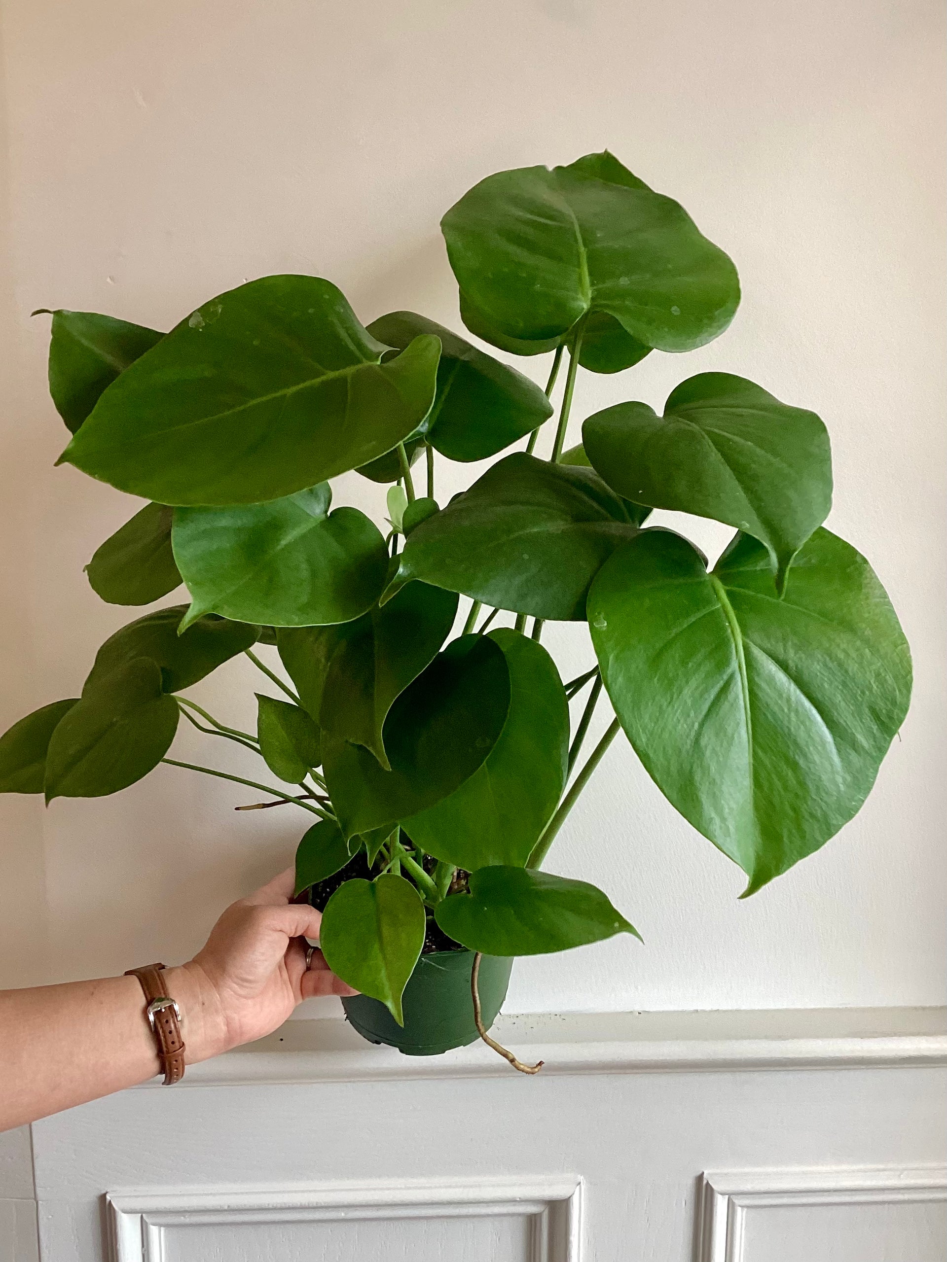 Philodendron Monstera  Thorn & Petal Florist