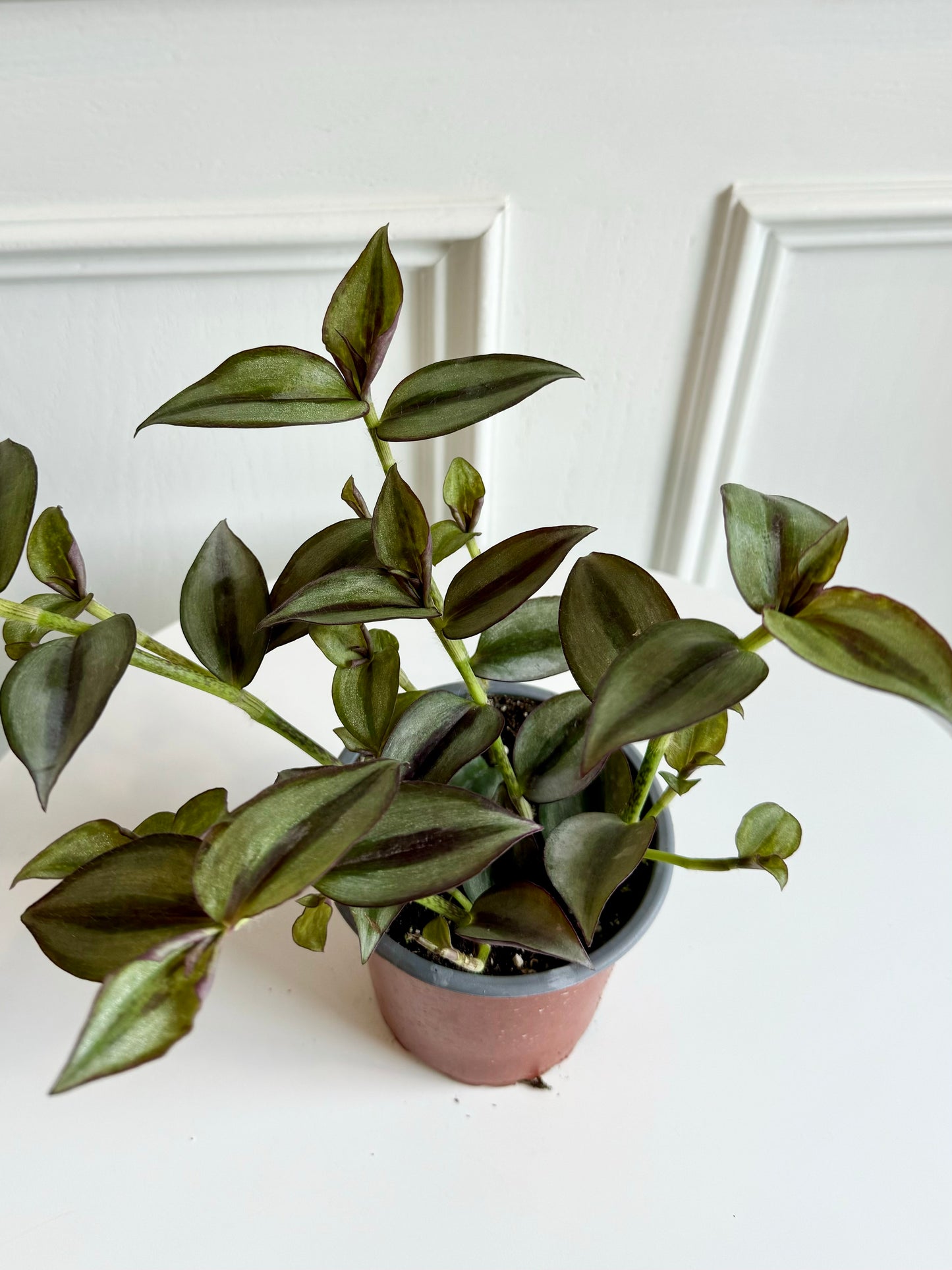 Tradescantia