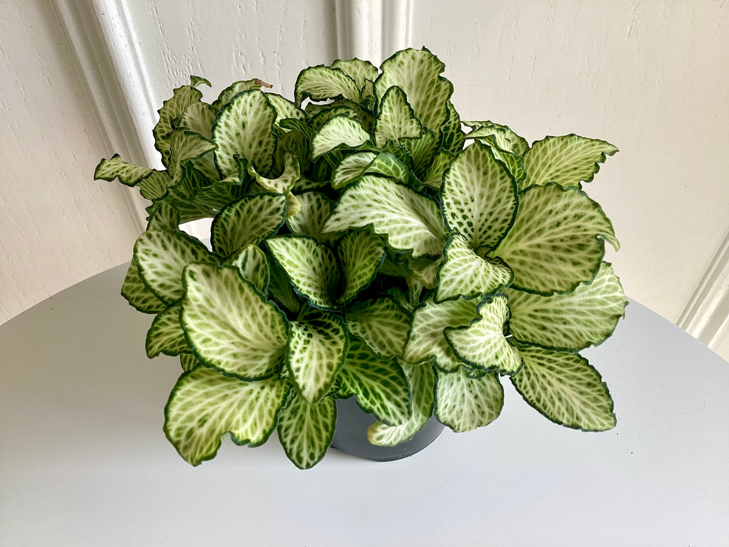 Fittonia