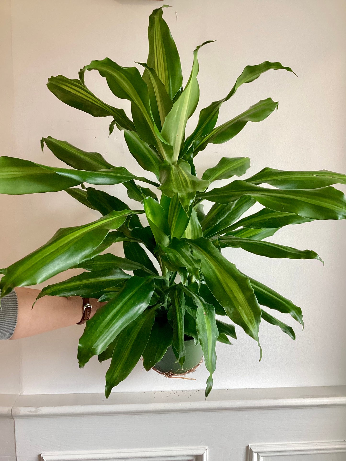 Dracaena Fragran