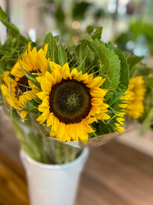 Sunflower Bunches