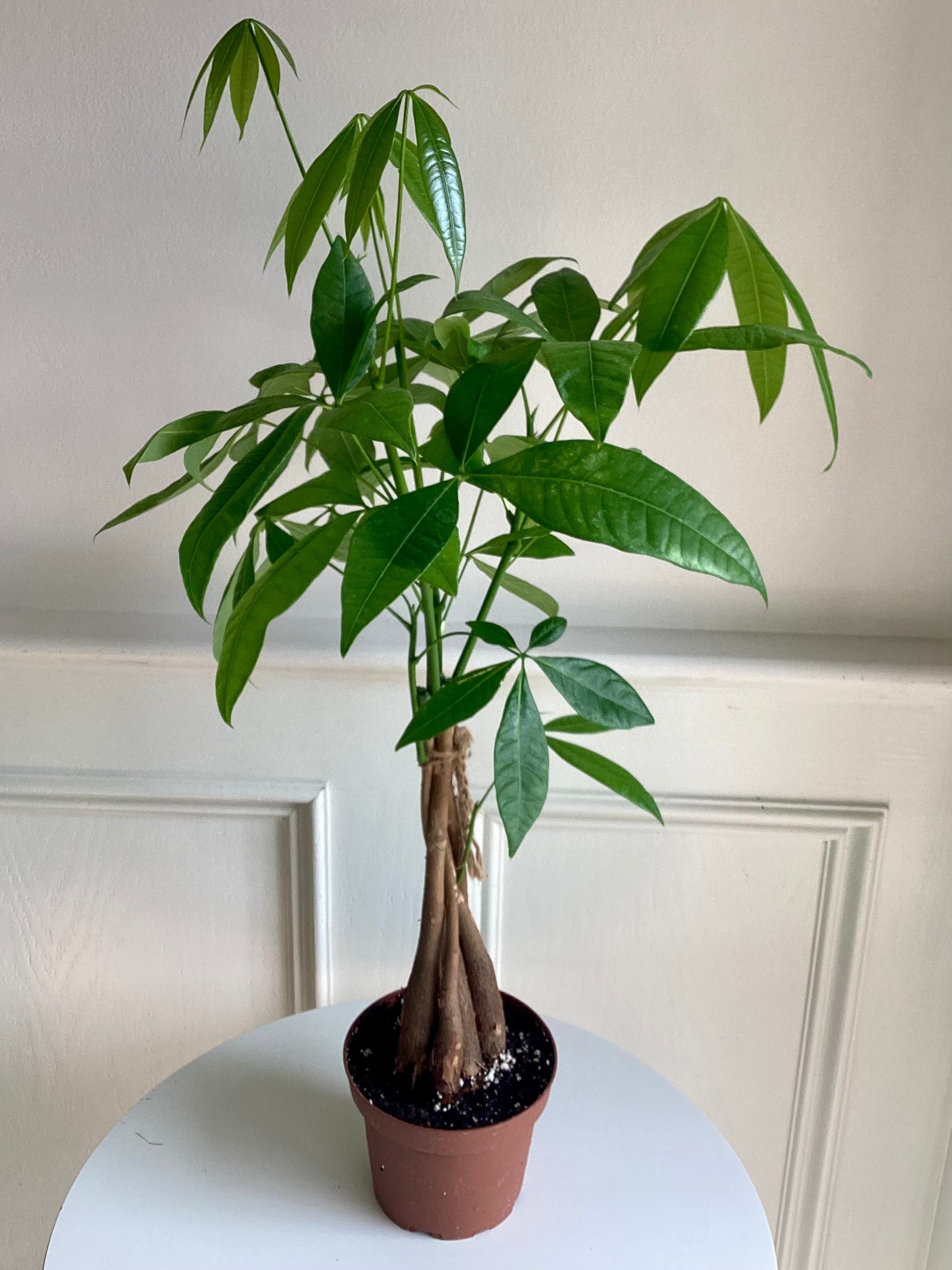 Putal Tree Money Tree (Pachira) – Thorn & Petal Florist