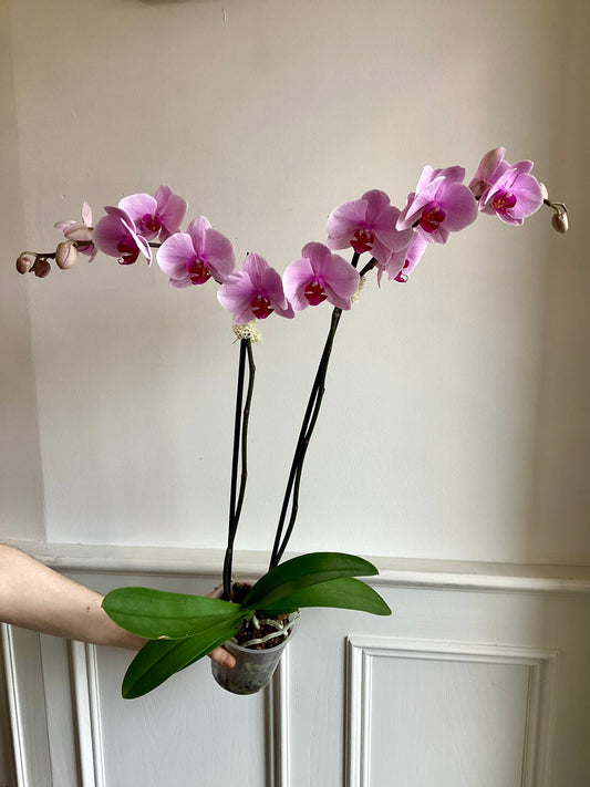 Premium Double Spike Orchid