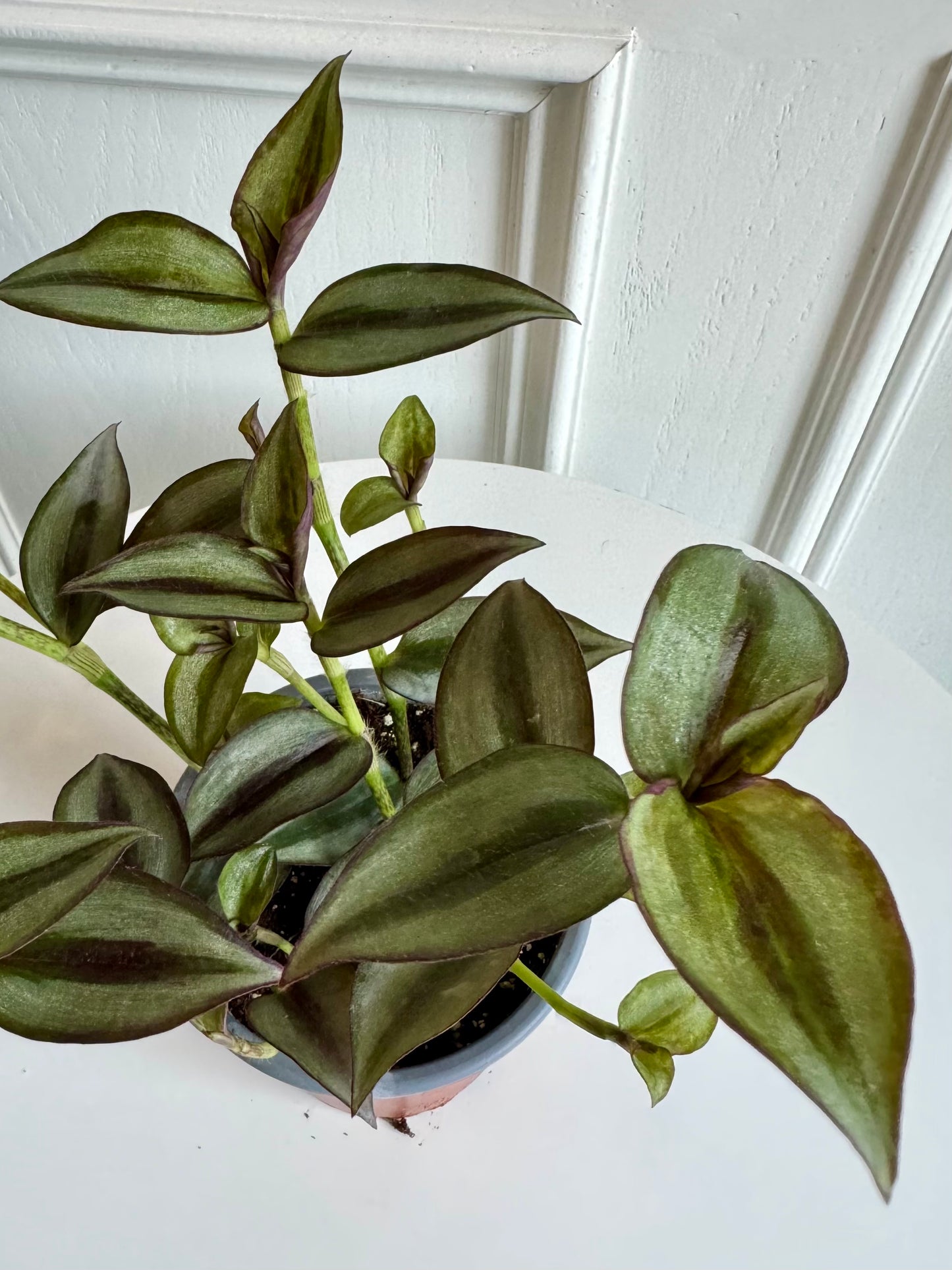 Tradescantia