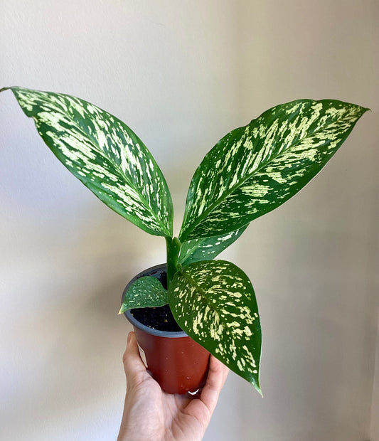 Dieffenbachia White Etna Blizzard