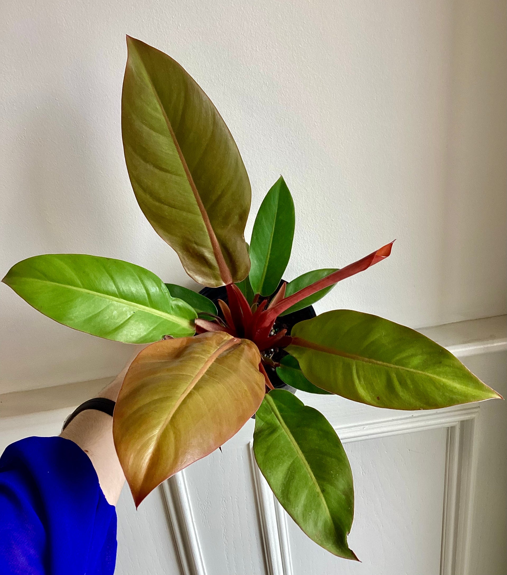 philodendron prince of orange cutting Philodendron Prince of Orange – Thorn & Petal Florist