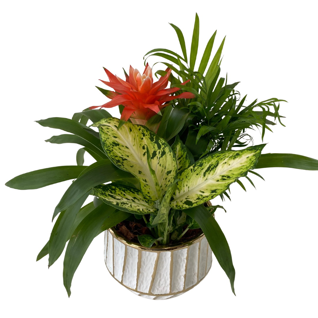 7" Bromeliad Planter