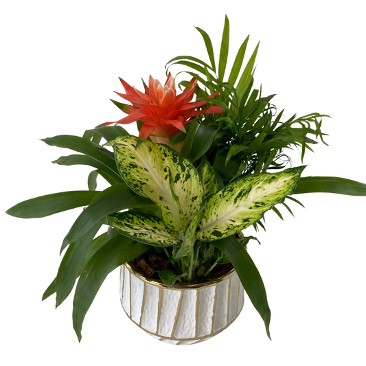 7" Bromeliad Planter