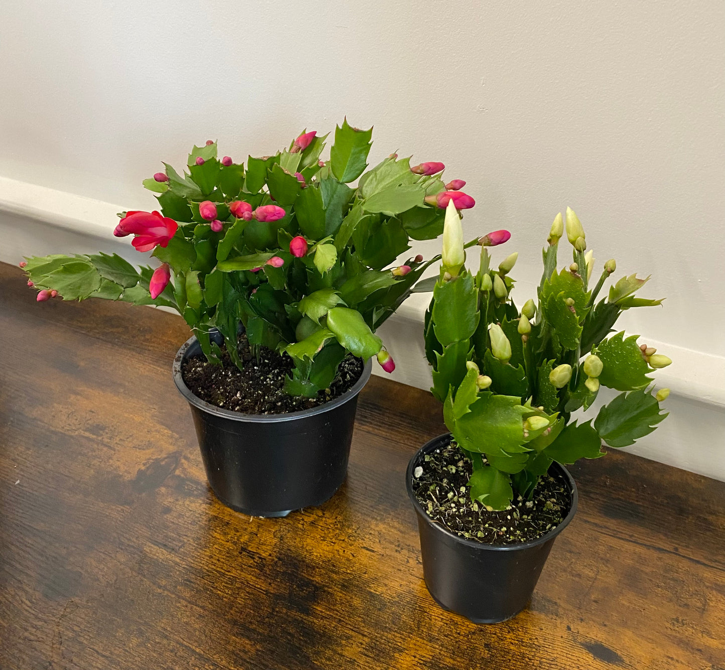 Christmas Cactus