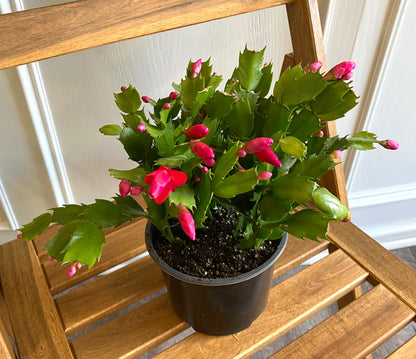 Christmas Cactus