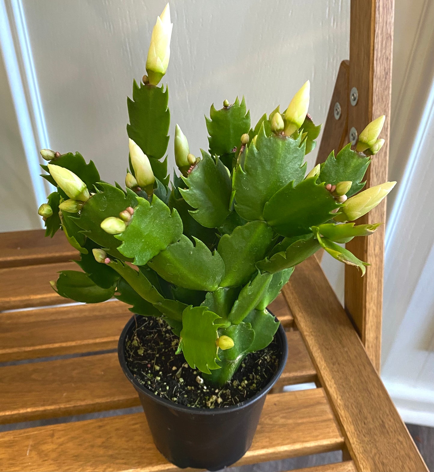 Christmas Cactus