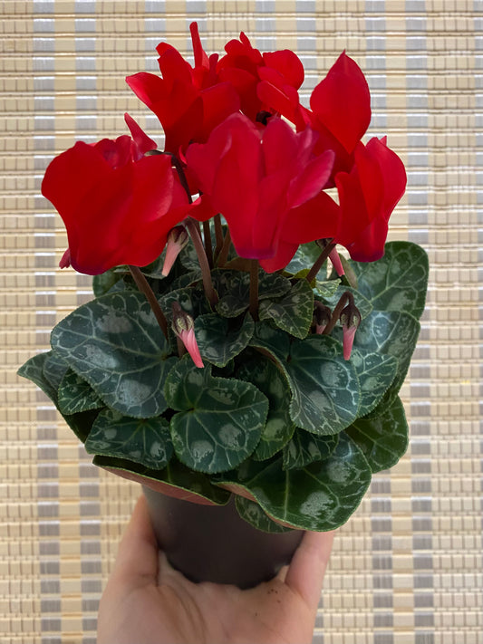 Cyclamen