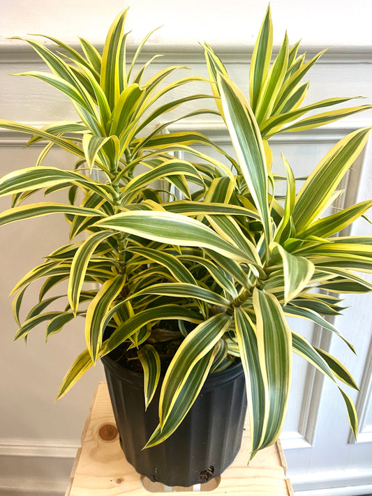 Dracaena Reflexa Song of India