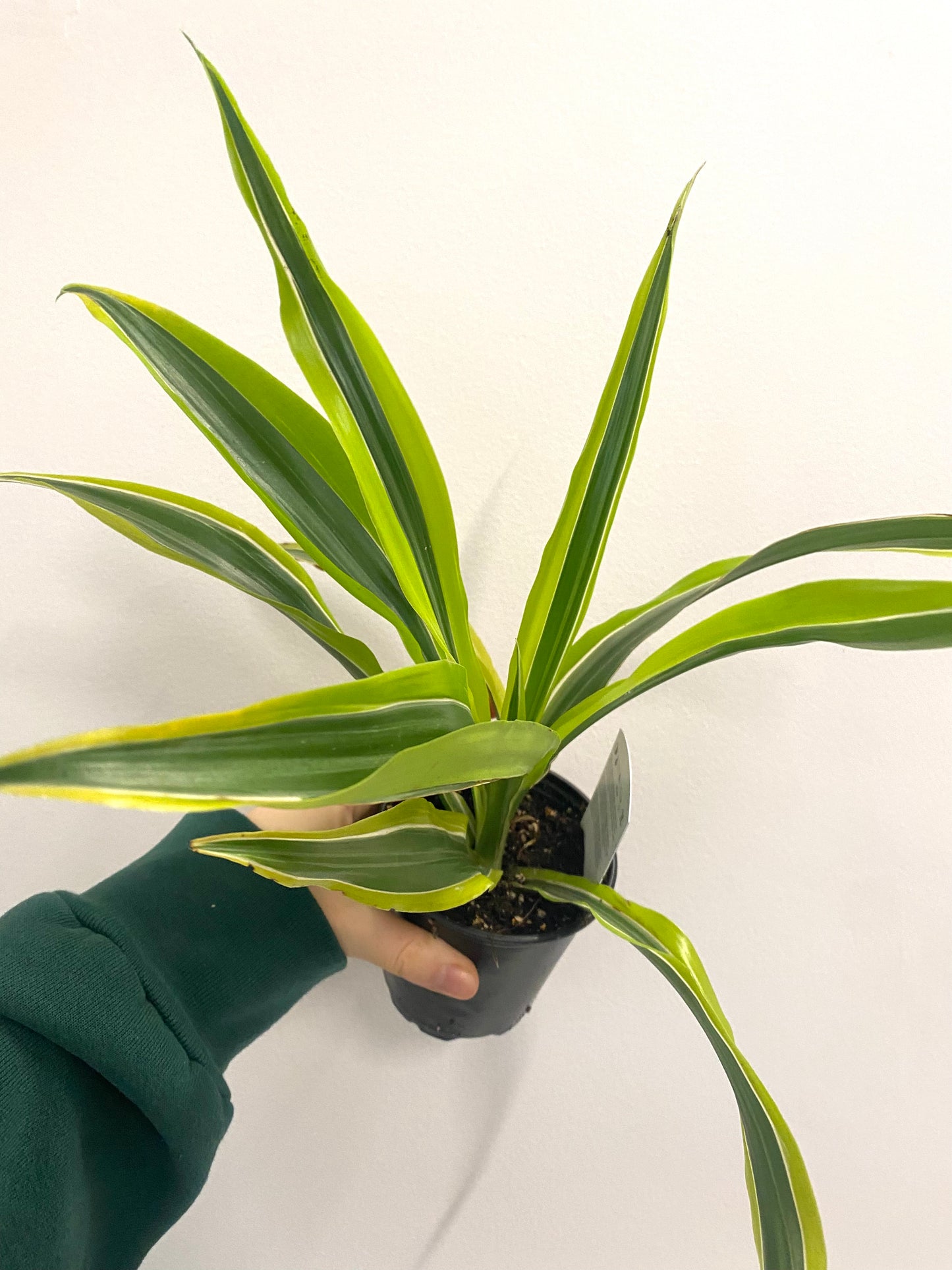 Dracaena Lemon Lime