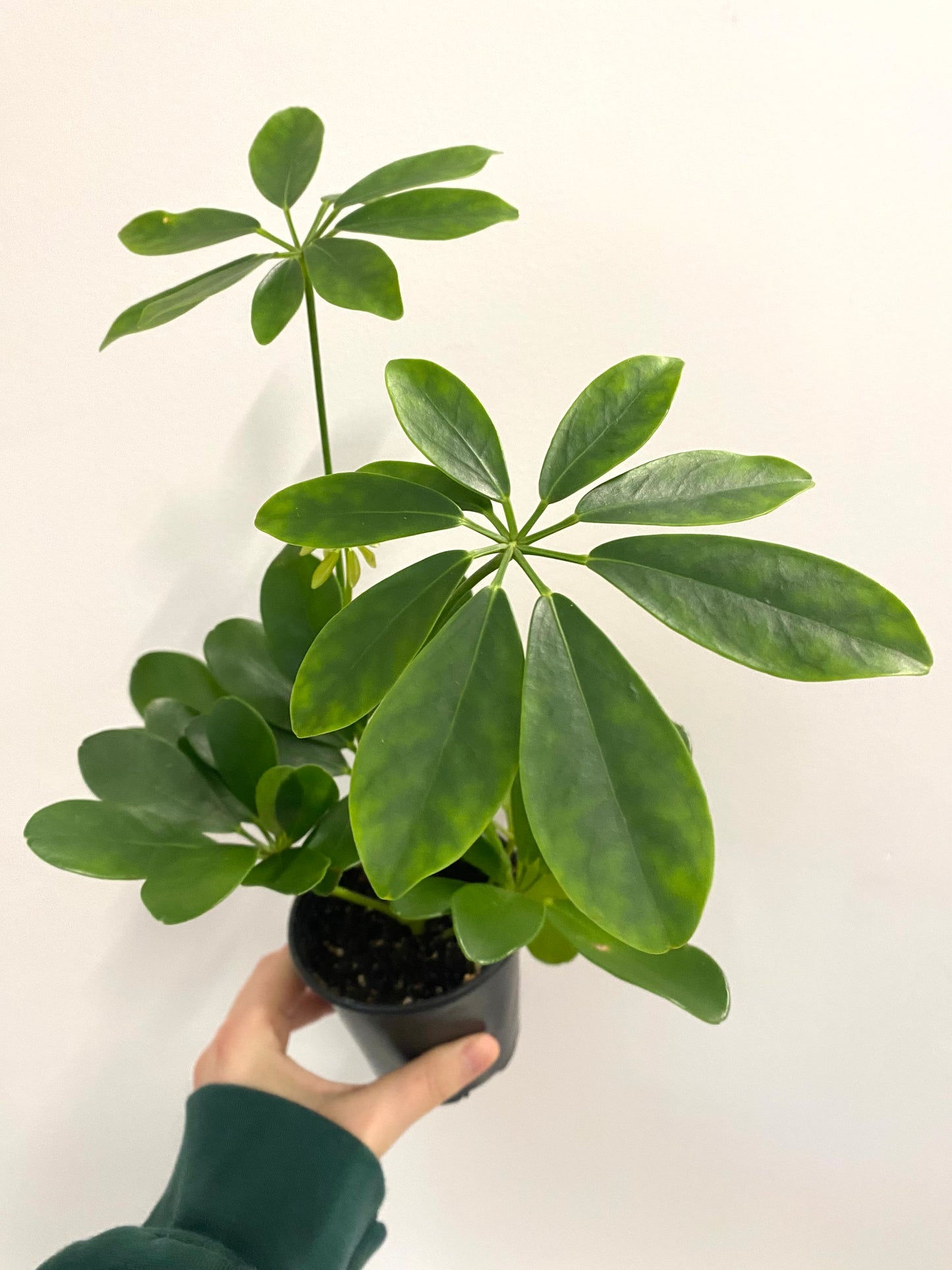 Schefflera