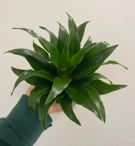 Dracaena Fragrans